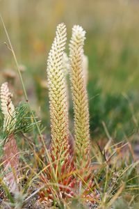 Preview wallpaper grass, plants, herbs