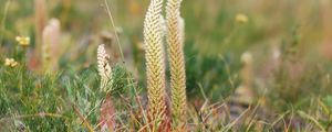 Preview wallpaper grass, plants, herbs