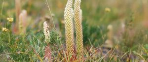 Preview wallpaper grass, plants, herbs