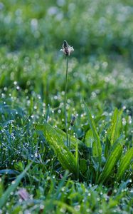 Preview wallpaper grass, plants, macro, drops, rose