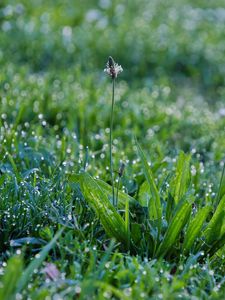 Preview wallpaper grass, plants, macro, drops, rose
