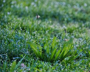 Preview wallpaper grass, plants, macro, drops, rose