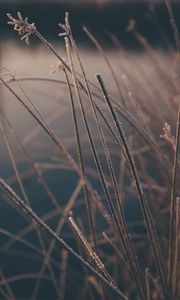 Preview wallpaper grass, plants, macro, frost, winter