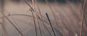 Preview wallpaper grass, plants, macro, frost, winter