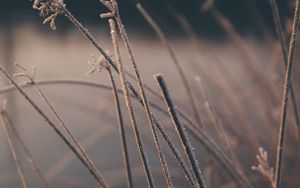 Preview wallpaper grass, plants, macro, frost, winter