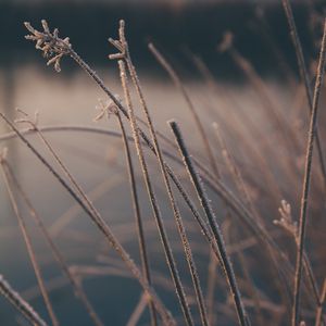 Preview wallpaper grass, plants, macro, frost, winter