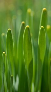 Preview wallpaper grass, plants, macro, green