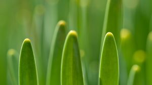 Preview wallpaper grass, plants, macro, green