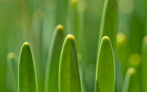 Preview wallpaper grass, plants, macro, green