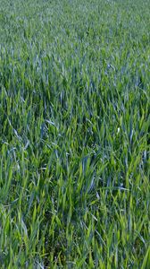 Preview wallpaper grass, plants, macro, greenery