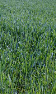 Preview wallpaper grass, plants, macro, greenery