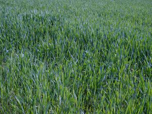 Preview wallpaper grass, plants, macro, greenery