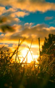 Preview wallpaper grass, plants, macro, sun, light