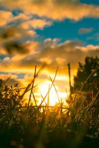 Preview wallpaper grass, plants, macro, sun, light