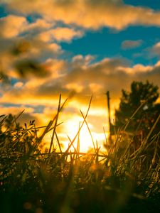Preview wallpaper grass, plants, macro, sun, light