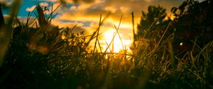 Preview wallpaper grass, plants, macro, sun, light