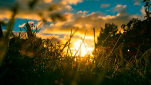 Preview wallpaper grass, plants, macro, sun, light