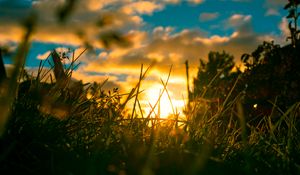 Preview wallpaper grass, plants, macro, sun, light