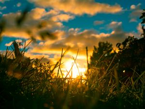 Preview wallpaper grass, plants, macro, sun, light