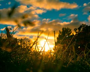 Preview wallpaper grass, plants, macro, sun, light