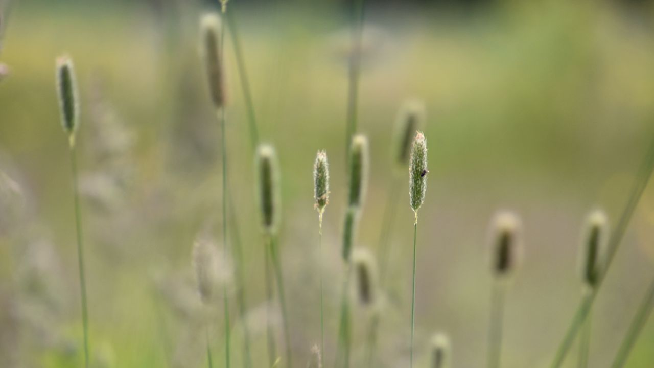 Wallpaper grass, plants, meadow, nature