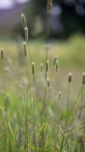 Preview wallpaper grass, plants, meadow, nature