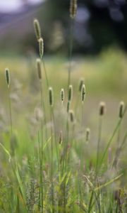 Preview wallpaper grass, plants, meadow, nature