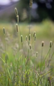 Preview wallpaper grass, plants, meadow, nature