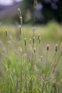 Preview wallpaper grass, plants, meadow, nature