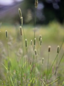 Preview wallpaper grass, plants, meadow, nature