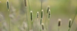 Preview wallpaper grass, plants, meadow, nature