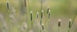 Preview wallpaper grass, plants, meadow, nature