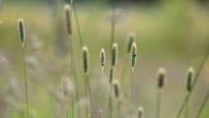 Preview wallpaper grass, plants, meadow, nature