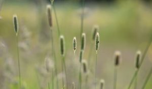 Preview wallpaper grass, plants, meadow, nature