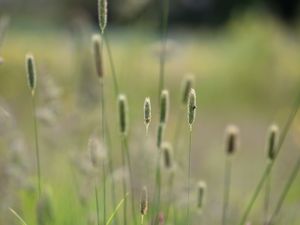 Preview wallpaper grass, plants, meadow, nature