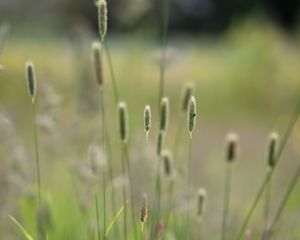 Preview wallpaper grass, plants, meadow, nature