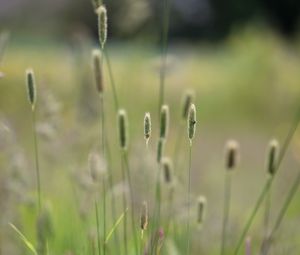 Preview wallpaper grass, plants, meadow, nature