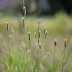 Preview wallpaper grass, plants, meadow, nature