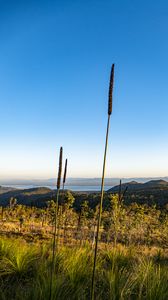 Preview wallpaper grass, plants, mountains, nature, landscape