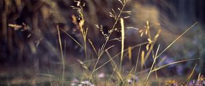 Preview wallpaper grass, plants, nature, flowers