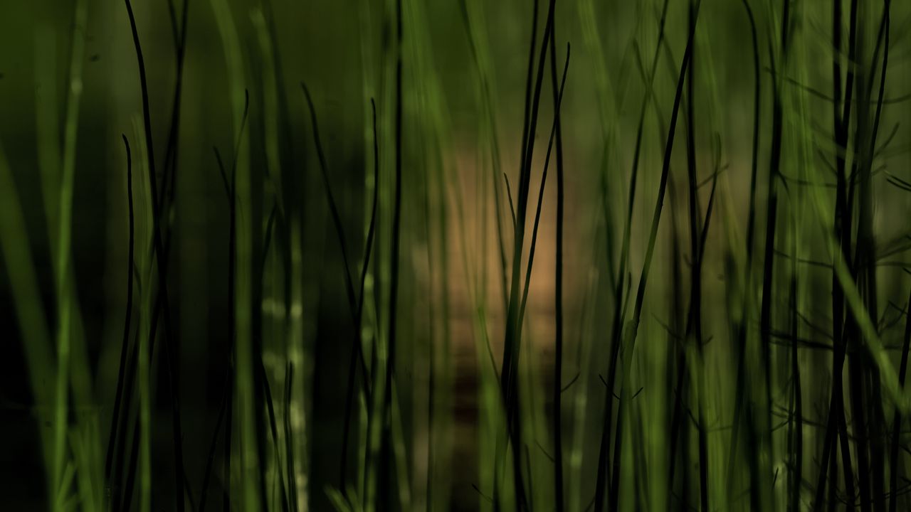 Wallpaper grass, plants, pond, green