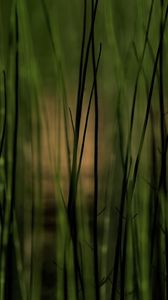 Preview wallpaper grass, plants, pond, green