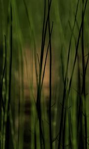 Preview wallpaper grass, plants, pond, green