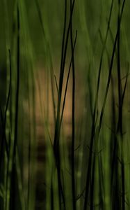 Preview wallpaper grass, plants, pond, green