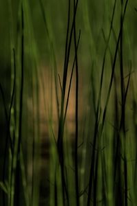 Preview wallpaper grass, plants, pond, green