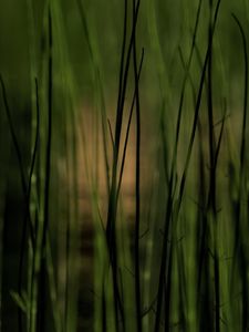 Preview wallpaper grass, plants, pond, green