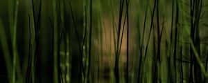 Preview wallpaper grass, plants, pond, green