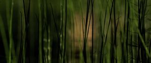 Preview wallpaper grass, plants, pond, green