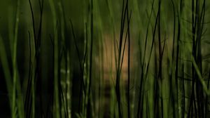 Preview wallpaper grass, plants, pond, green