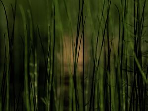 Preview wallpaper grass, plants, pond, green